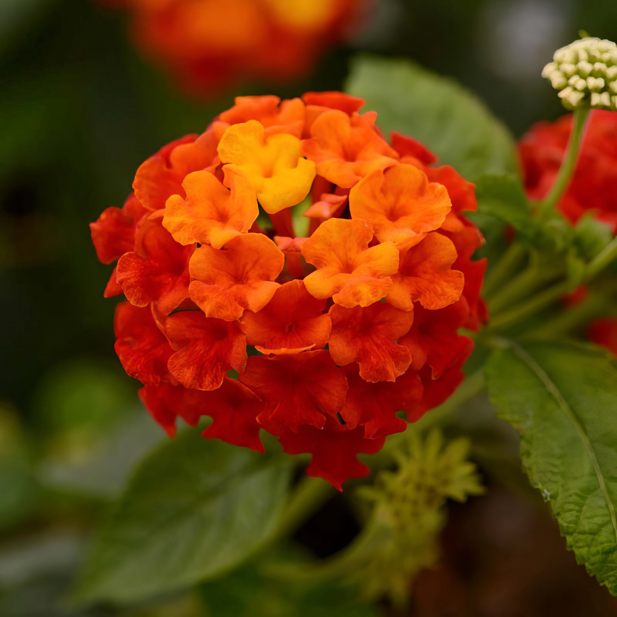 Live Annual 4" Lucky Red Lantana (3-Pack)  with Full Sunlight
