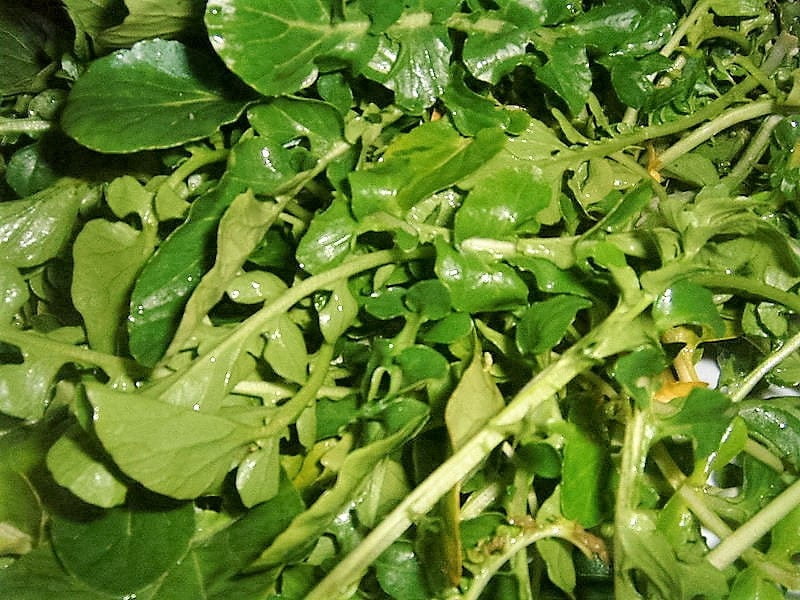 1500 WRINKLED CRINKLED CRESS Garden Lepidium Sativum Greens Vegetable ...