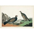 thumbnail image 2 of Audubon, John James 32x23 Black Ornate Wood Framed with Double Matting Museum Art Print Titled - Pl 361 Long-tailed or Dusky Grouse, 2 of 4