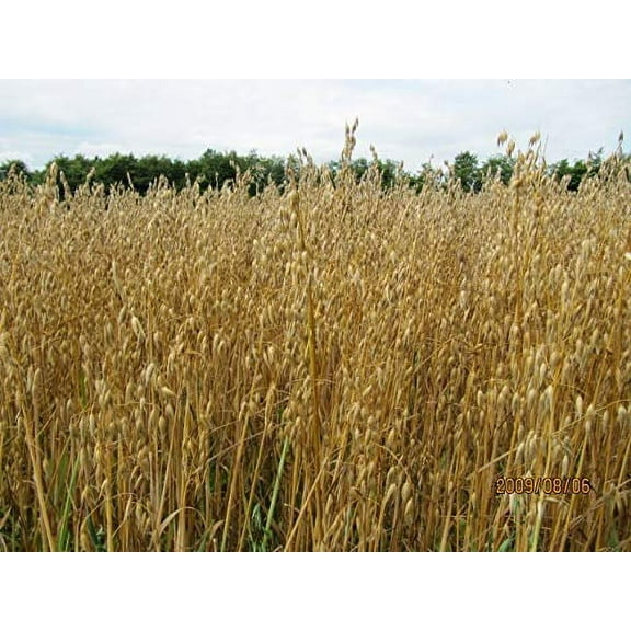 2 lb Whole Oat Seeds, Wildlife, Deer, Food Plot