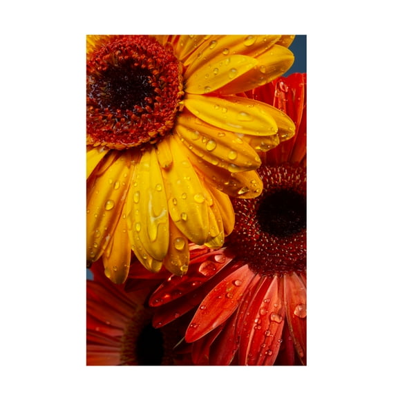 engin akyurt 'Gerbera flowers and water drops' Canvas Art