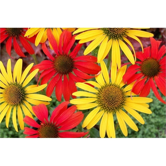 Tomato Mac Coneflower Seeds, 50 Count, Echinacea Purpurea Perennial Flower Seeds
