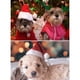 thumbnail image 5 of Inteprter Sombrero de Navidad Gorros para mascotas Tocado de perro de Navidad amigable con la piel con cuerda a prueba de viento Sombreros de Papá Noel Kits de decoración para fiestas Inteprter HA068323-00, 5 of 6