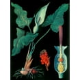 thumbnail image 2 of Vintage Apple Collection 19x24 Gold Ornate Wood Framed with Double Matting Museum Art Print Titled - Arum, 2 of 4