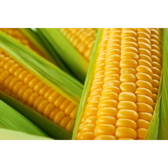 250 Incredible Sweet Corn Seeds - Ships from Iowa, USA