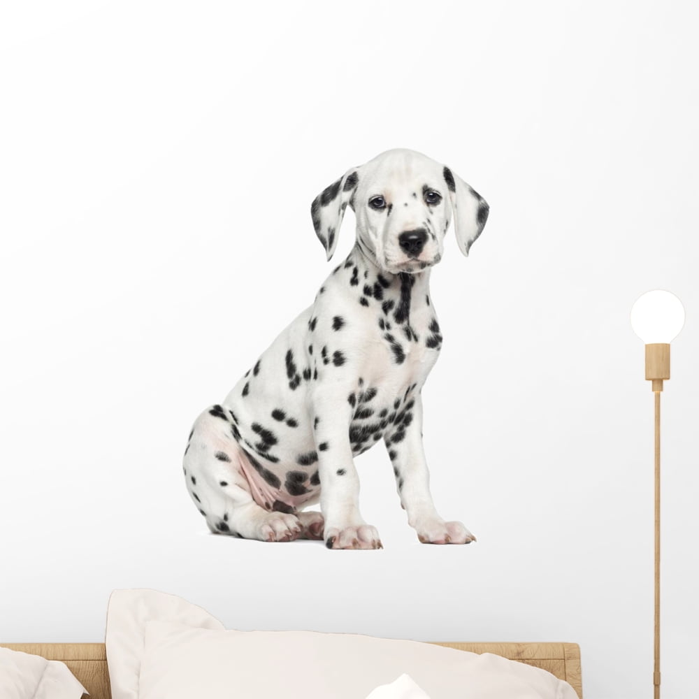 Side Dalmatian Puppy Sitting Wall Mural Decal by Wallmonkeys Vinyl Peel