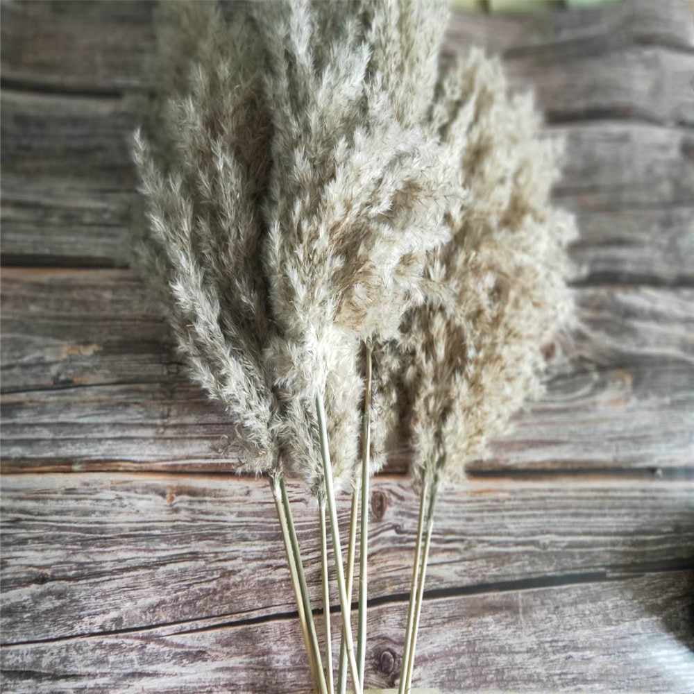 20 Pcs Dried Small Pampas Grass Decor Natural Phragmites Real Wedding Flower Bunch
