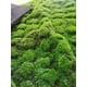 thumbnail image 1 of Simulación de césped de musgo, plantación de piel, simulación de césped, césped, planta de piedra de musgo, planta de simulación de musgo, pared de césped, 1 of 5