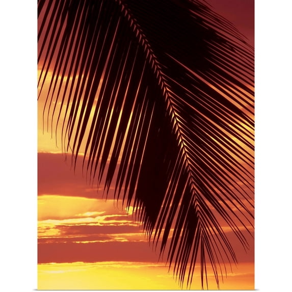 Great BIG Canvas | Rolled Ron Dahlquist Poster Print entitled Hawaii, Silhouette Of Palm Frond Against Orange Sunset
