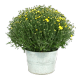 thumbnail image 2 of Expert Gardener 3QT Yellow Mum Live Plants in Grower Pot, Full Sun, 2 of 6