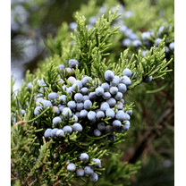 Set 2 Eastern Red Cedar Tree Seedling Bare Roots and No Leaves for Planting, 1 to 2ft, Dormant in Winter - No Ship PR, HI, AK