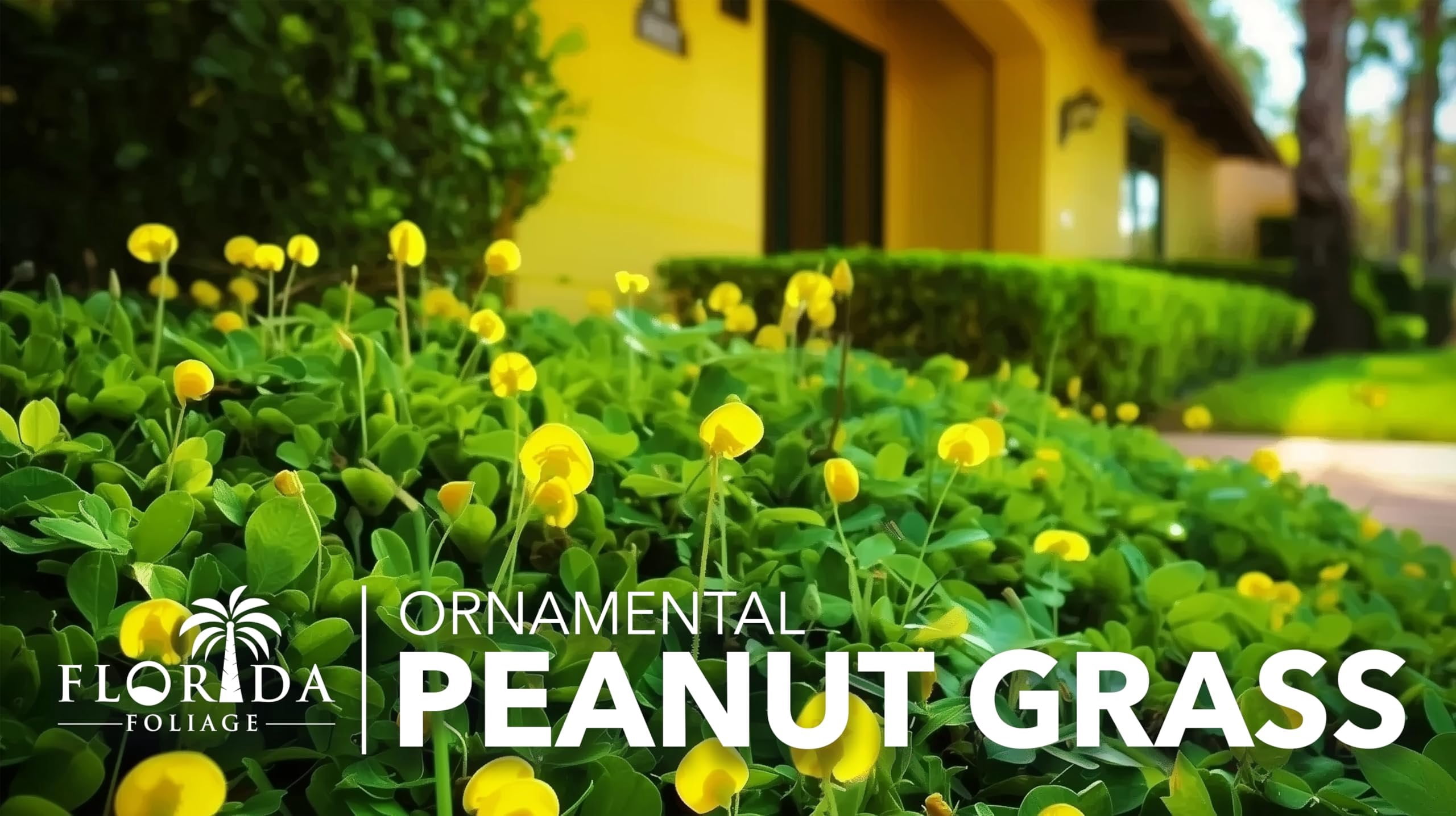 Ornamental Peanut Grass  40 Live Plants  Arachis glabrata  Drought-Tolerant Ground Cover  Low-Maintenance Lawn Alternative