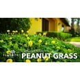 thumbnail image 4 of Ornamental Peanut Grass 'Golden Glory'  60 Live Fully Rooted Plants  Arachis Glabrata  Low Maintenance Drought Tolerant Groundcover, 4 of 9