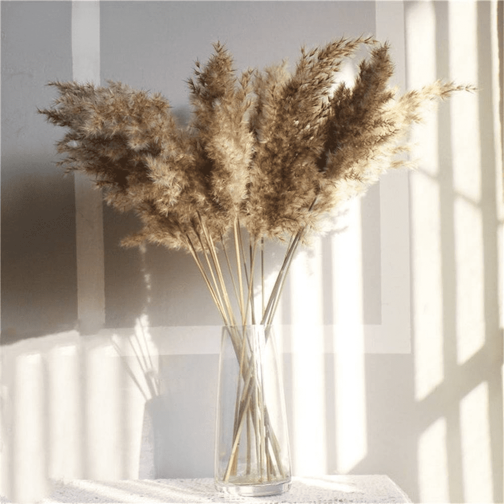 Dried flowers Box of 6 natural white beige pampas grass stems 3’ feet 36” 