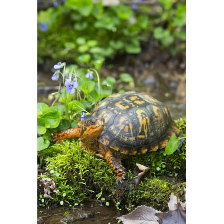 - Colorful Male Eastern Box Turtle (Terrapene Carolina Carolina) Print Wall Art By Lynn M. Stone
