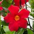 thumbnail image 3 of Island Blooms Live Outdoor Red Mandevilla in 1.5 Pint Pot – 14 inch Tall, Full Sun, 3 of 7