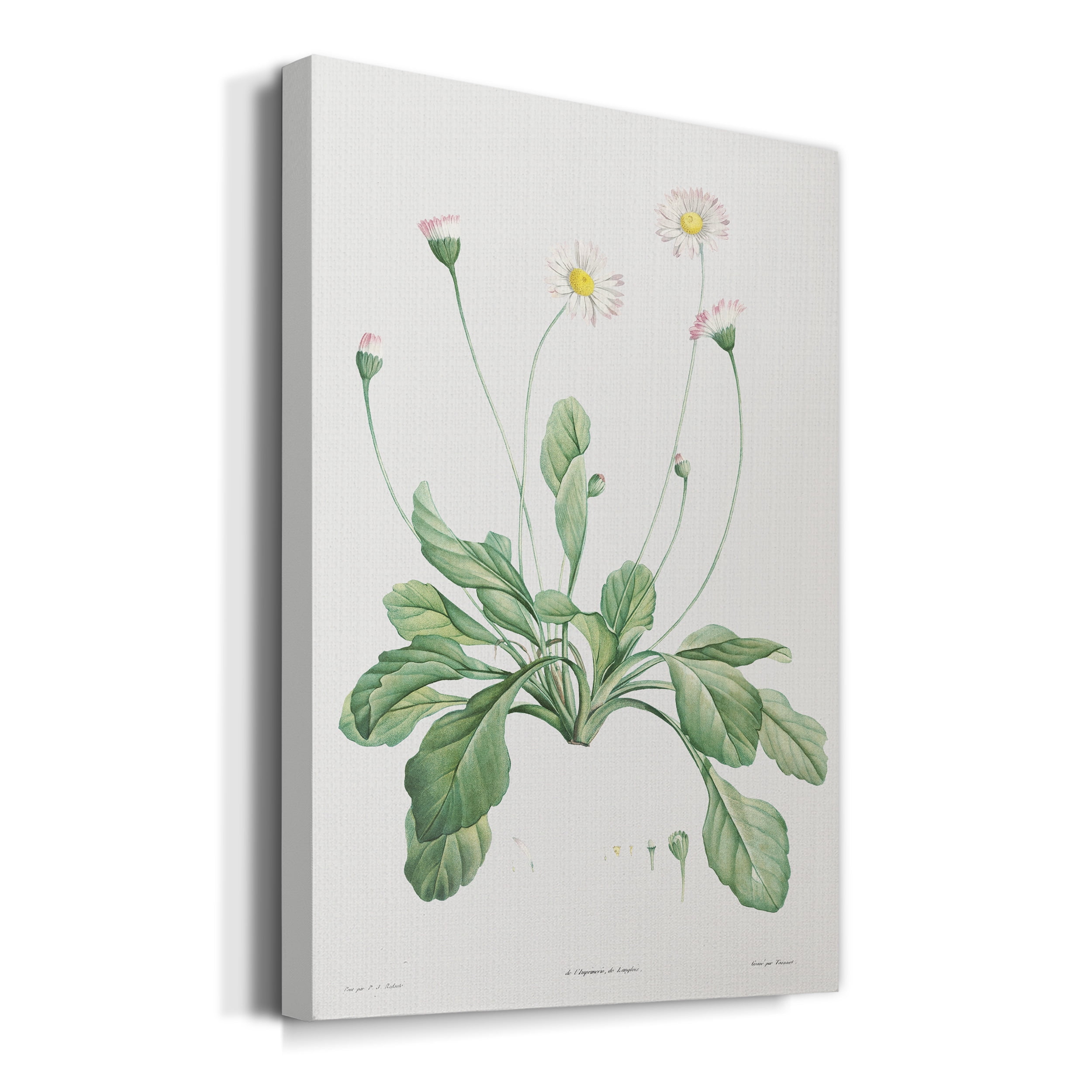 Daisy Premium Gallery Wrapped Canvas - Ready to Hang - 8 x 12