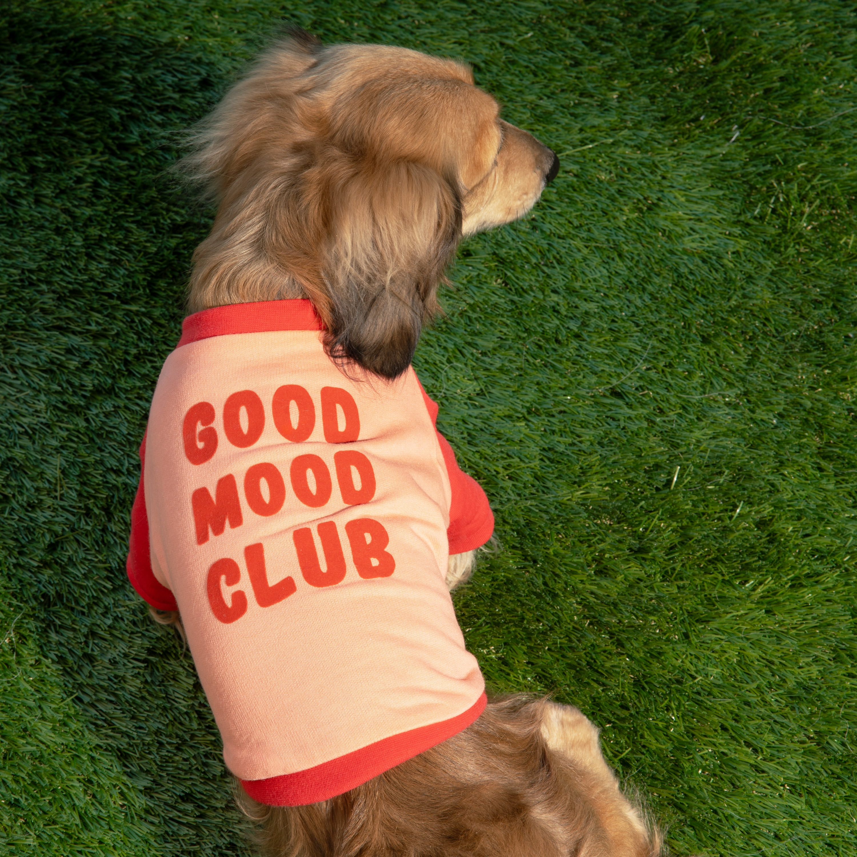 Oodles Pink Good Mood Club Spring Raglan Dog T-Shirt, Medium