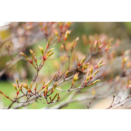 Laminated Maple Wood - LAMINATED POSTER Nature Budding Maple Maple Branches Wood Plant Poster Print 24 x 36