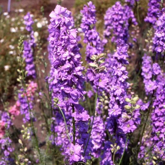 Outsidepride Larkspur Lilac Spire - 2000 Seeds