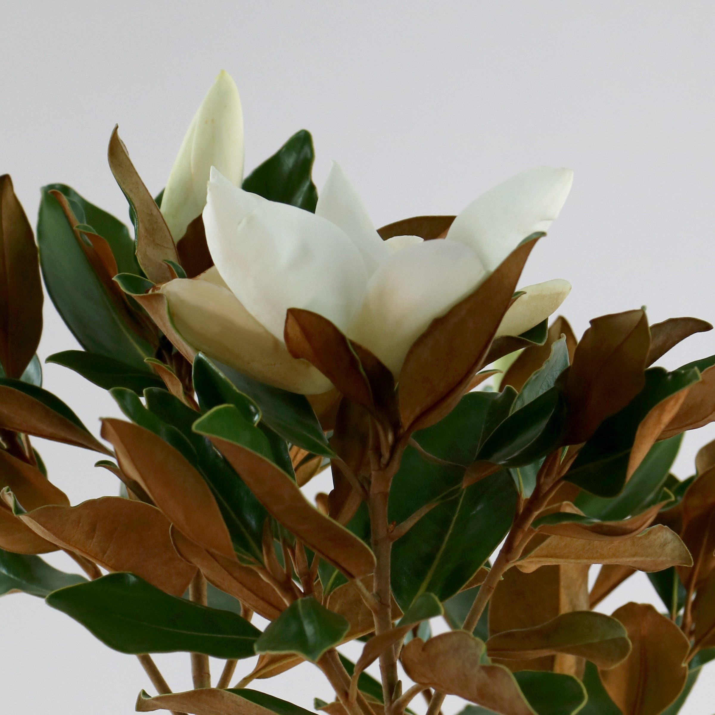 3 gal. Magnolia Little Gem