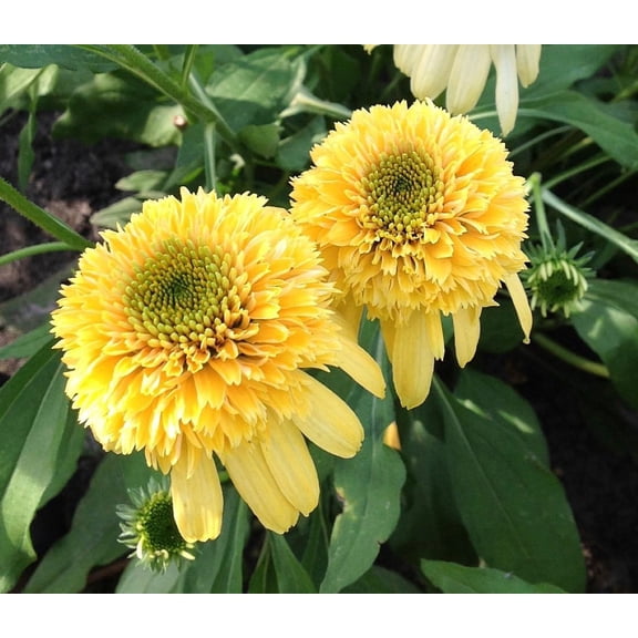 Lemon Drop Coneflower - Echinacea - 2.5" Pot - Fragrant
