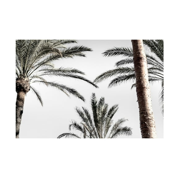 Trademark Fine Art Pictufy Studio Palm 007 Canvas Wall Art