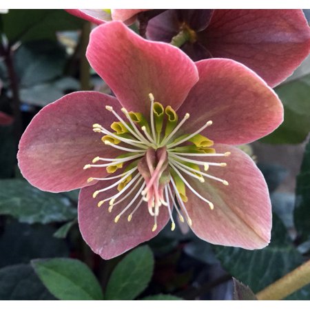 Gold Collection Merlin Christmas/Lenten Rose - Helleborus - Gallon Pot