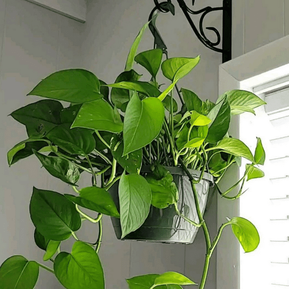 Green Pothos Live Plant, Live Pothos Plant, 4 to 6 Inches, House Plants Live for Growing Indoor and Outdoor, 4 Inc Potted