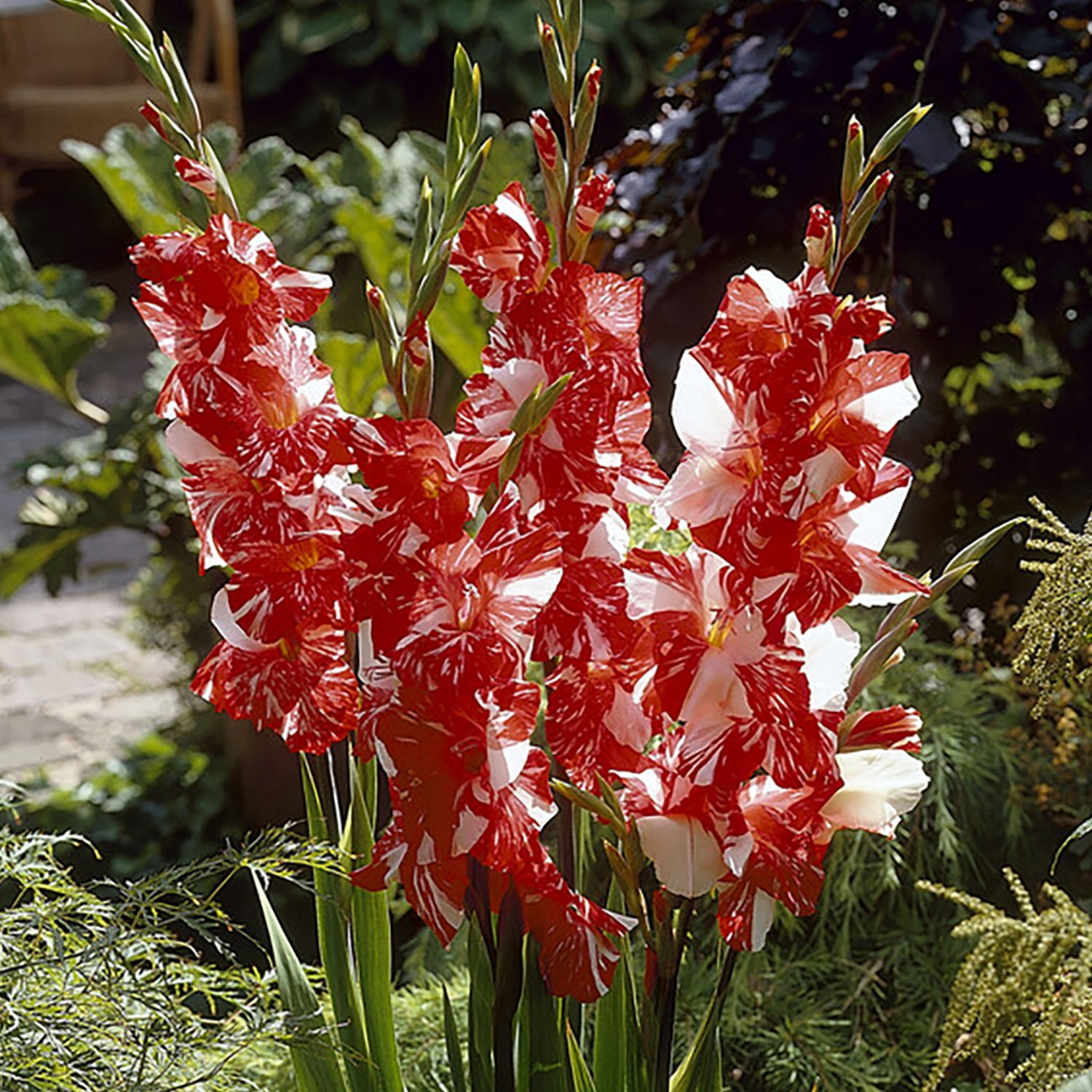 Van Zyverden Gladiolus Large Flowering Zizanie Set of 12 Bulbs Multicolor Partial Sun Perennial Flowers For Cutting 1 lb