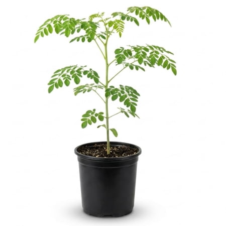 Moringa Plant Live in 1 Gallon Pot, Moringa Oleifera, Drumstick Tree Live Plant, Hardy Perennial Moringa Herb Plants