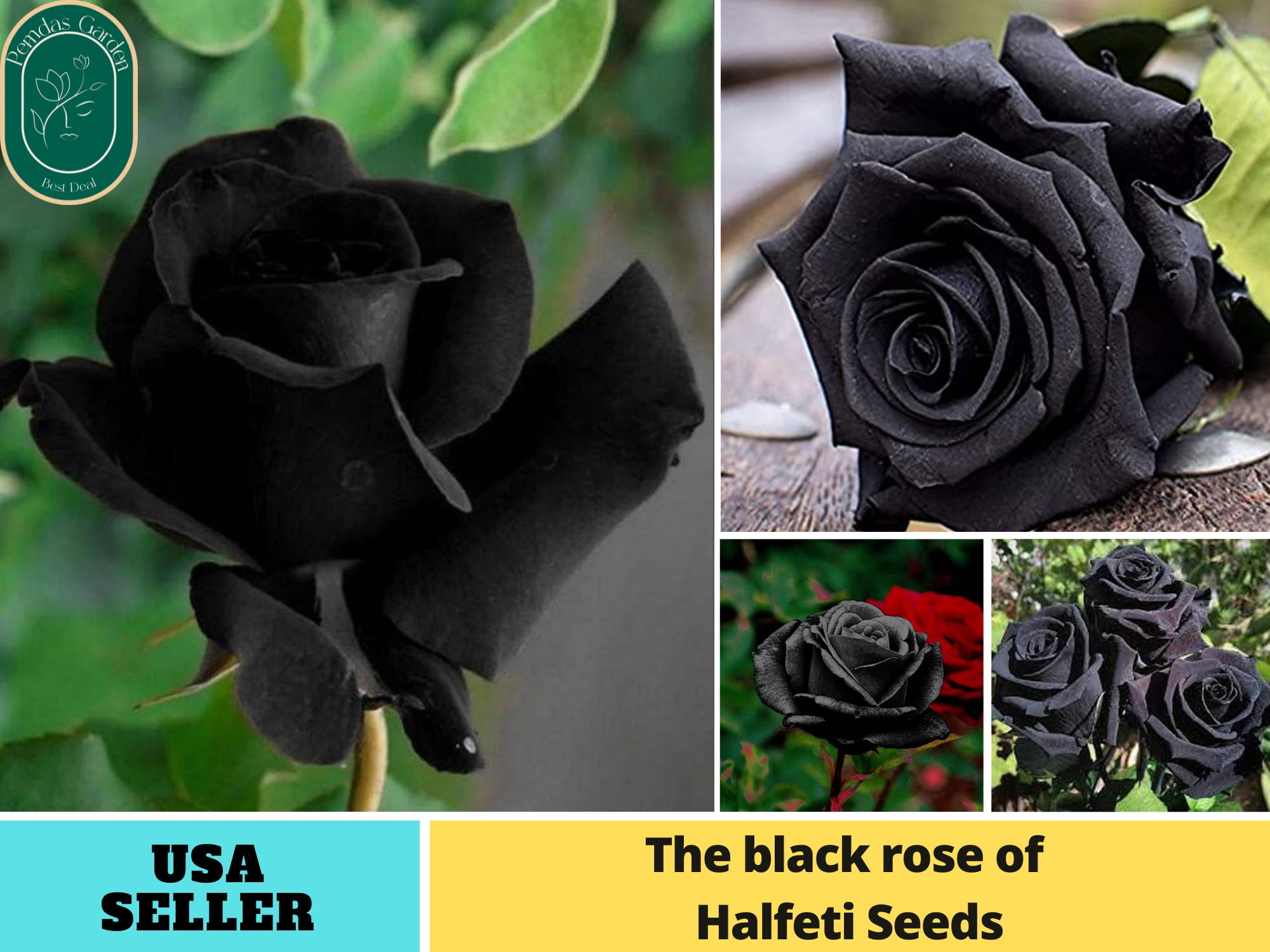 30+ SeedsBlack Halfeti Rose Perennial Flower Authentic Seeds