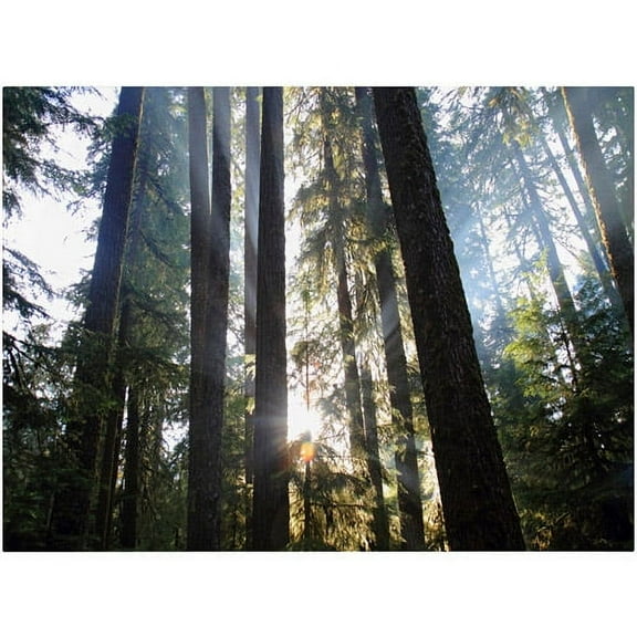 Trademark Fine Art "Sunrays" Canvas Art by Pierre Leclerc