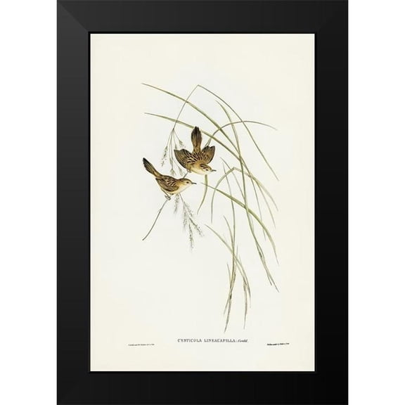 Gould, John 11x14 Black Modern Framed Museum Art Print Titled - Lineated Warbler-Cysticola lineocapilla