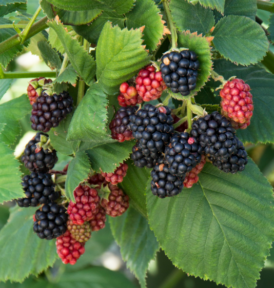 Set 2 Triple Crown Thornless Blackberry Plants Live for Planting, Thornless BlackBerry Plants for Indoor Garden 4 to 6 Inch Tall