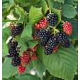 thumbnail image 2 of Set 2 Triple Crown Thornless Blackberry Plants Live for Planting, Thornless BlackBerry Plants for Indoor Garden 4 to 6 Inch Tall, 2 of 6