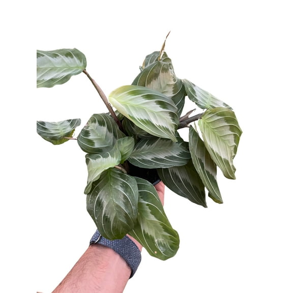 Maranta 'Silver Band', 4" Pot, Indoor Houseplant, Easy Care, Live Plant for Indoor & Outdoor