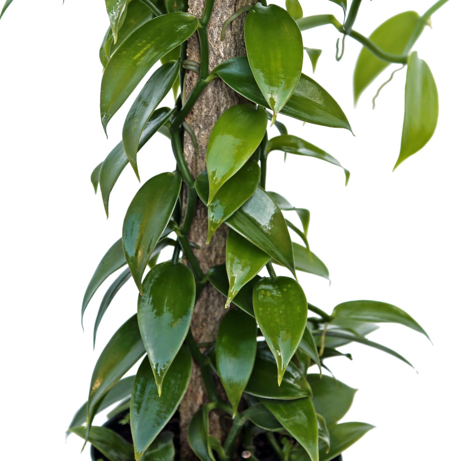 Live Vanilla Orchid, Vanilla Panifolia Orchid with Totem, Birthday Gift, Office Plant, Father's Day Gift, Indoor Houseplant, Plant Lover Gift in 6" Pot