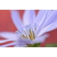 thumbnail image 2 of Terrill, Steve 18x13 White Modern Wood Framed Museum Art Print Titled - Oregon, Portland Close-up of wild chicory flower, 2 of 4