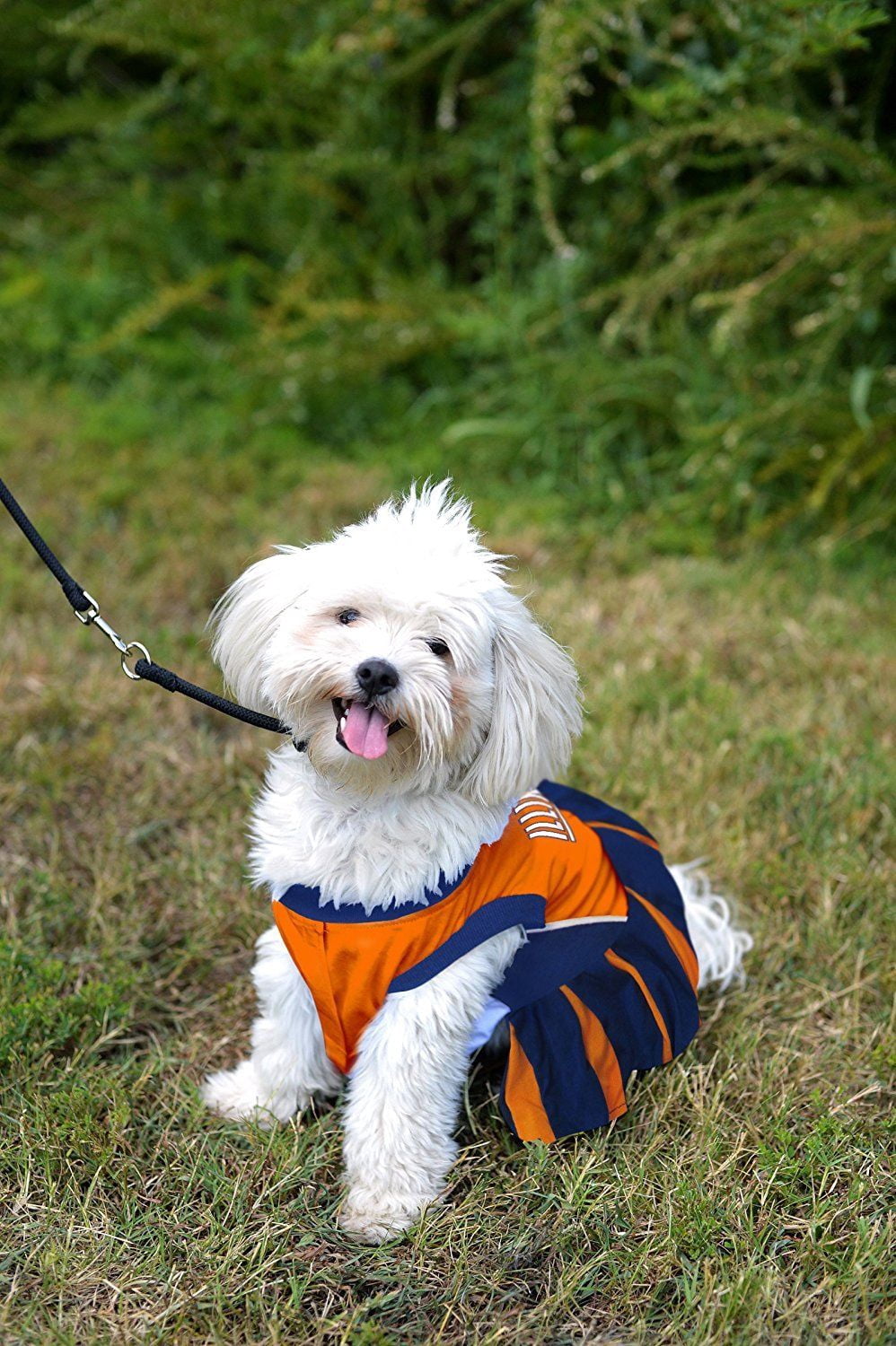 Pets First College Illinois Fighting Illini Cheerleader, 3 Sizes Pet Dress Available. Licensed Dog Outfit