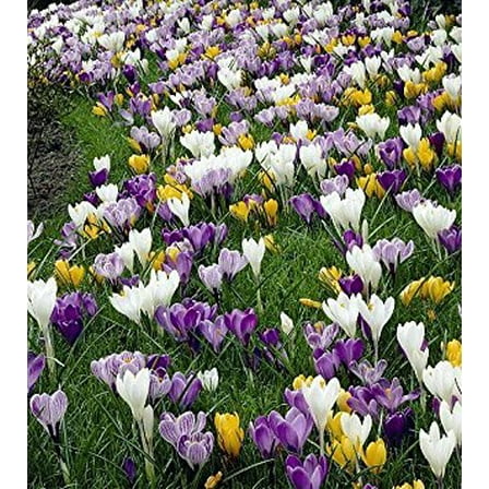 Large Flowering Crocus Mix - 15 Bulbs - 8/9 cm Bulbs