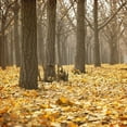 thumbnail image 2 of Kimberly, Allen 12x12 Gold Ornate Wood Framed with Double Matting Museum Art Print Titled - Forest Floor 1, 2 of 4