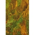 thumbnail image 2 of Bush, Marie 23x32 Black Ornate Wood Framed with Double Matting Museum Art Print Titled - Washington, Olympic NP Hemlock bark with moss, 2 of 4