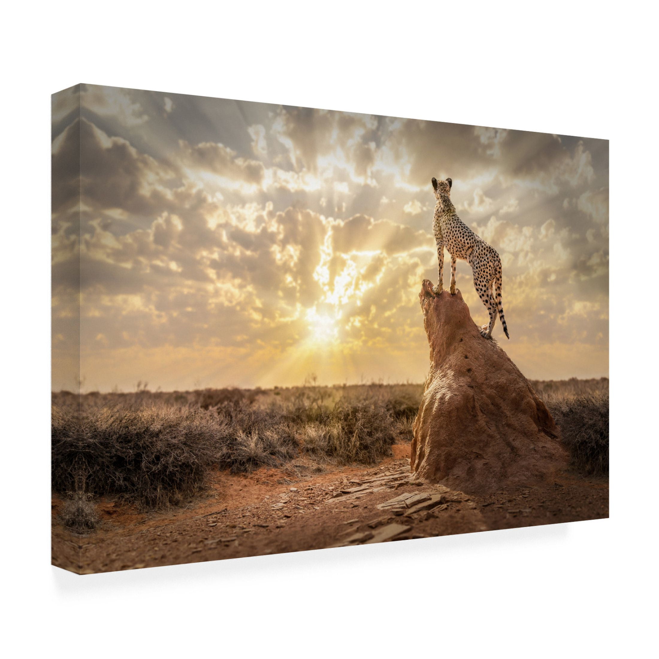 Trademark Fine Art Marcel Egger  SundownCheetah Canvas Wall Art