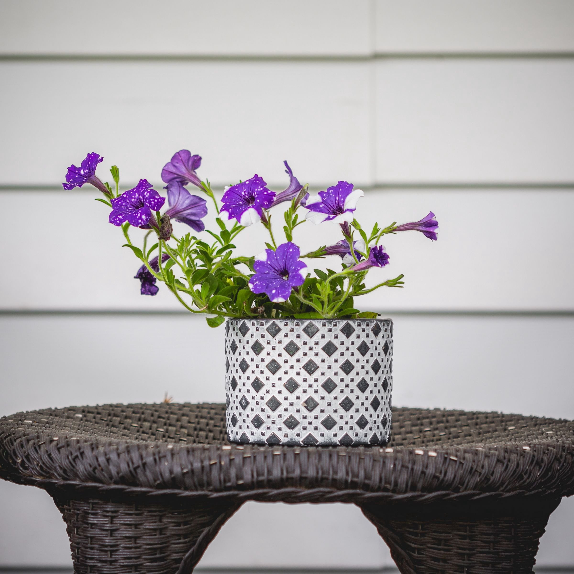 Live Annual 4" NightSky Petunia (3-Pack) with Full Sunlight