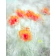 thumbnail image 2 of Behzad, Majid 20x24 White Modern Wood Framed Museum Art Print Titled - Red Corn Flowers, 2 of 4