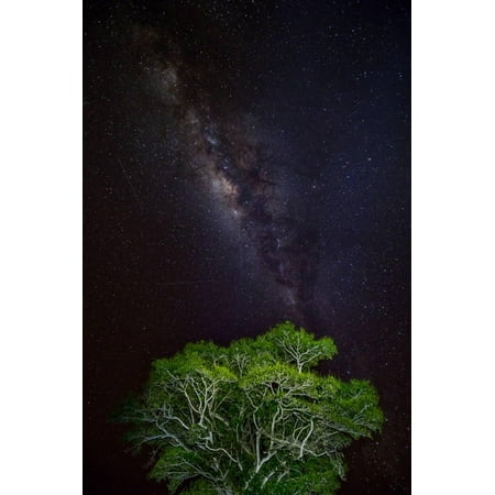 Light painted tree in the foreground with the Milky Way Galaxy in the Pantanal, Brazil Print Wall Art By James (Best Way To Ship Package To Brazil)