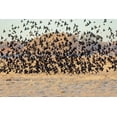 thumbnail image 2 of Jaynes Gallery 14x11 Gold Ornate Wood Framed with Double Matting Museum Art Print Titled - New Mexico-Bosque del Apache National Wildlife Reserve Winter flock of red-winged blackbirds, 2 of 4