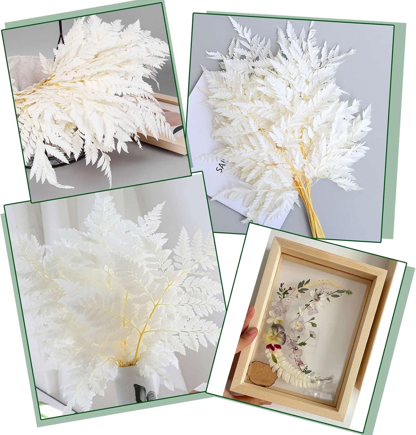 Fern Preserved White Ferns, 10 PCS Dried Boston with Stems, 15'' Real Leaves for Flowers Arrangements Wedding Garland Bouquets Home Party Centerpiece Table Decorations Vase Filler