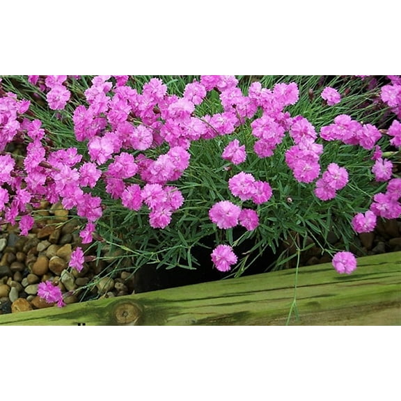 Tiny Rubies Dianthus - Fragrant/Hardy Groundcover - 2.5" Pot